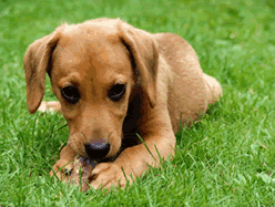 Puppy on lawn turf